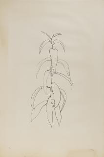 Ellsworth Kelly - Peach Branch, da: Leaves
