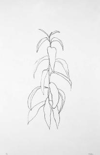 Ellsworth Kelly - Peach Branch (Gemini 529; Axsom 93)