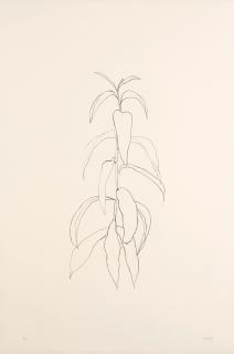 Ellsworth Kelly - Peach Branch