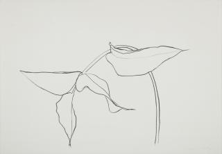 Ellsworth Kelly - Philodendron I (Axsom 207)