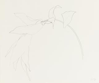Ellsworth Kelly - Philodendron