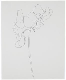 Ellsworth Kelly - Sweet Pea