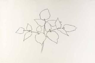 Ellsworth Kelly - Woodland Plant (A. 178)