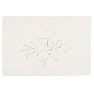 Ellsworth Kelly - Woodland Plant