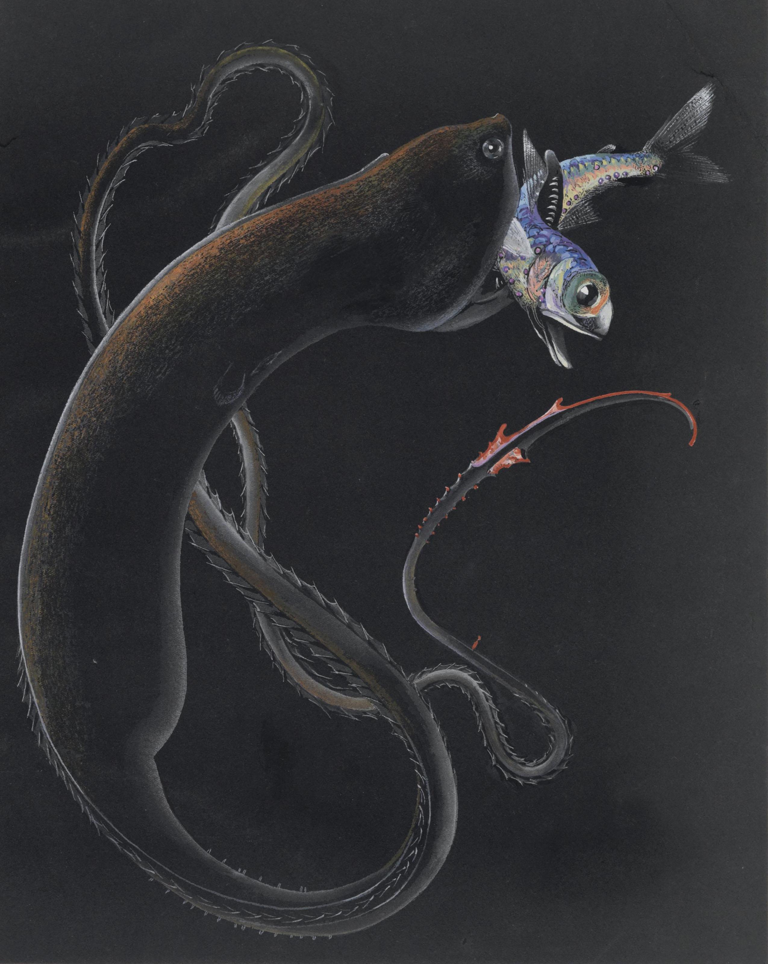 Else Bostelmann - Gulper Eel Capturing and Eating Another Fish