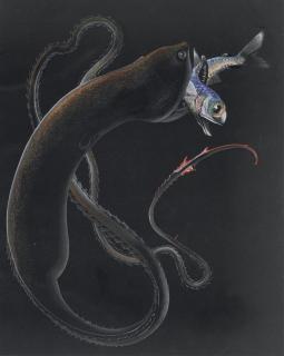 Else Bostelmann - Gulper Eel Capturing and Eating Another Fish