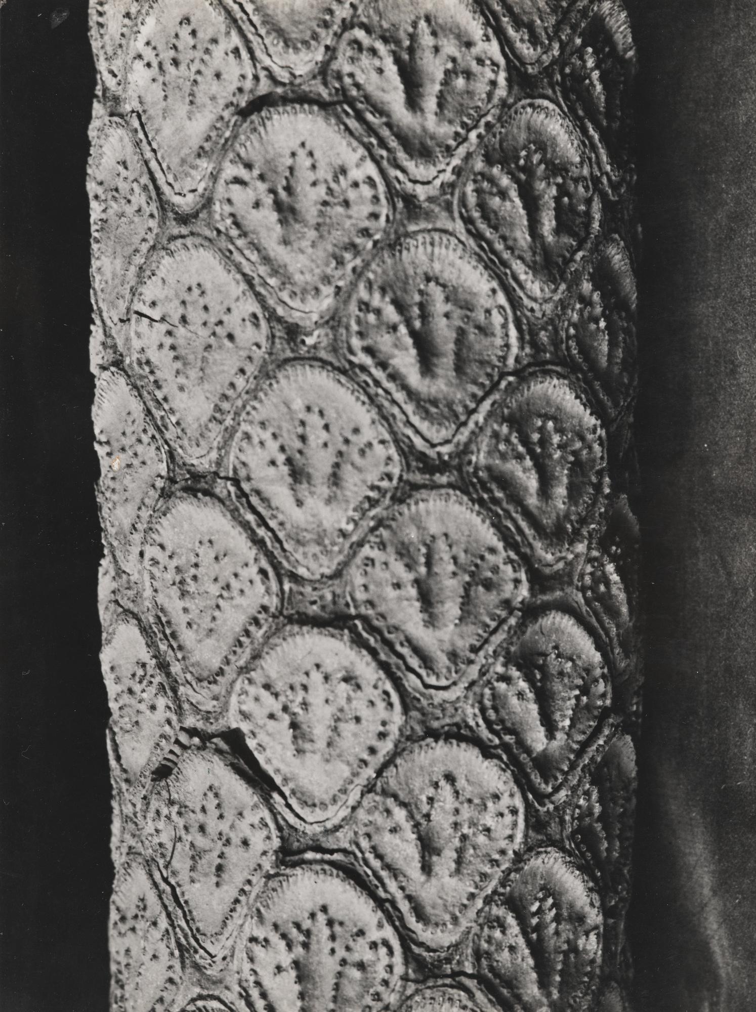 Else Thalemann - Quatre Études Botaniques