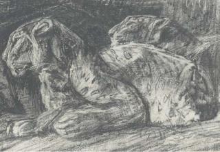 Elsie M. Henderson - Resting leopards (illustrated); An expectant leopard; Sleeping lioness; and An alert lioness