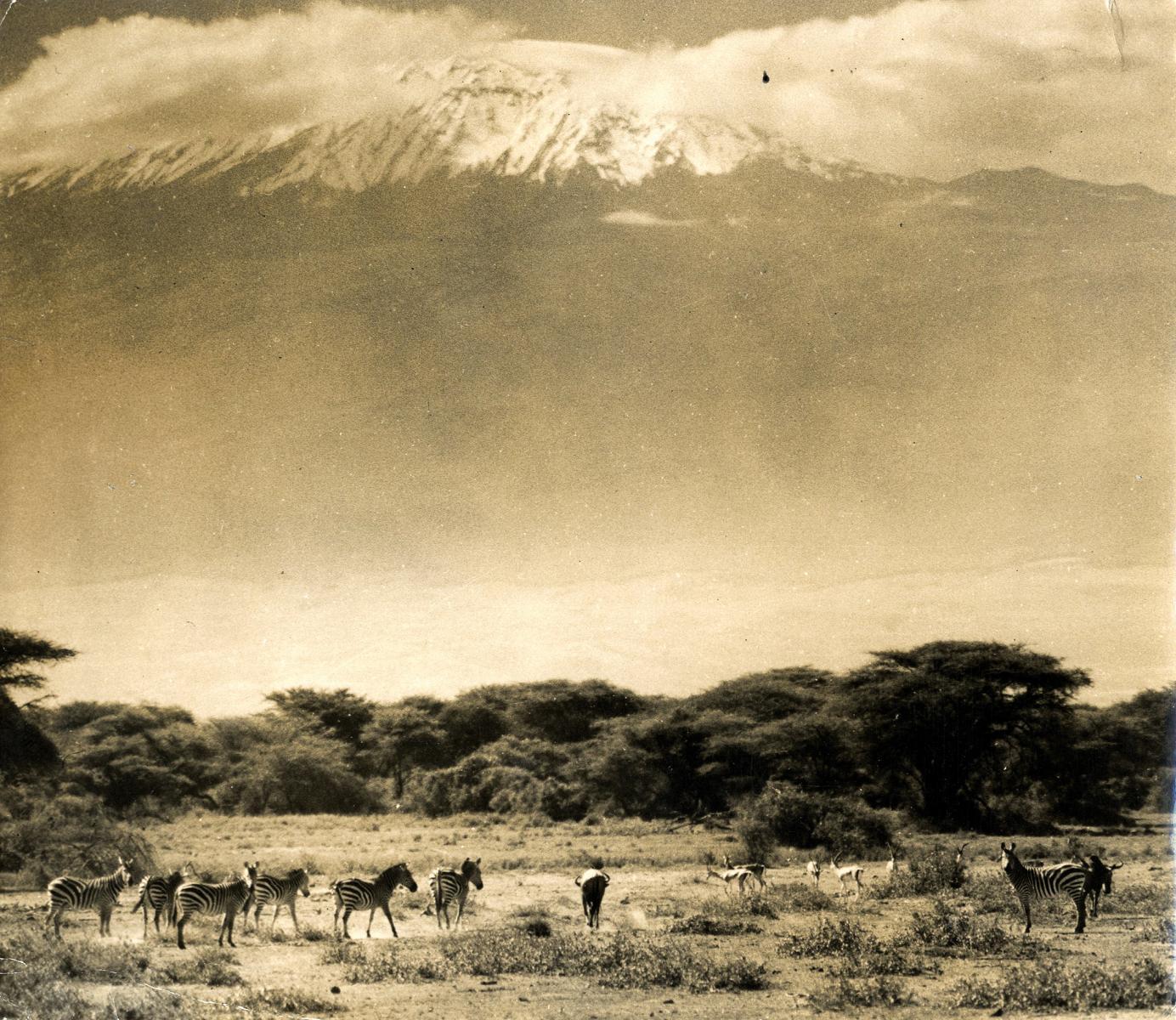 Emil Otto Hoppé - »Zebras at Bottom of Mount Kilimanjaro, Tanzania«