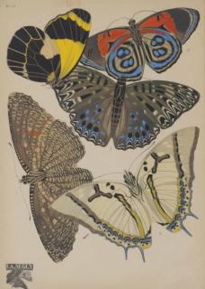 Emile-Allain Séguy - [Butterflies]: Four Plates