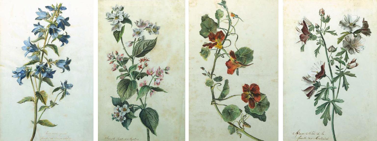 Emile-Charles Labbe - Botanical studies: A branch of pink and pale mauve flowers; Pale mauve and white mallow flowers; A branch of nasturtiums; and A branch of blue delphiniums