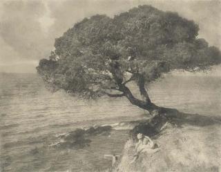 Emile Joachim Constant Puyo - Parasol Pine, C.1910