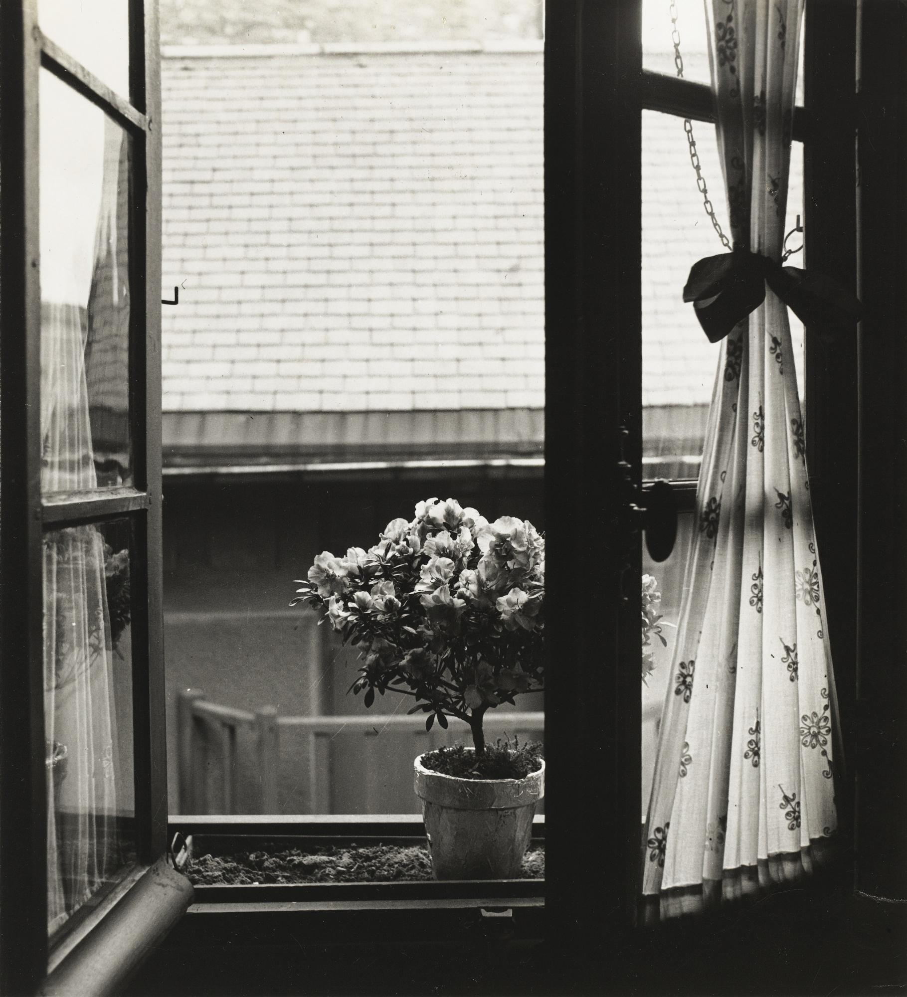 Emmanuel Sougez - Etude De Fleurs