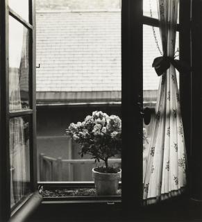 Emmanuel Sougez - Etude De Fleurs