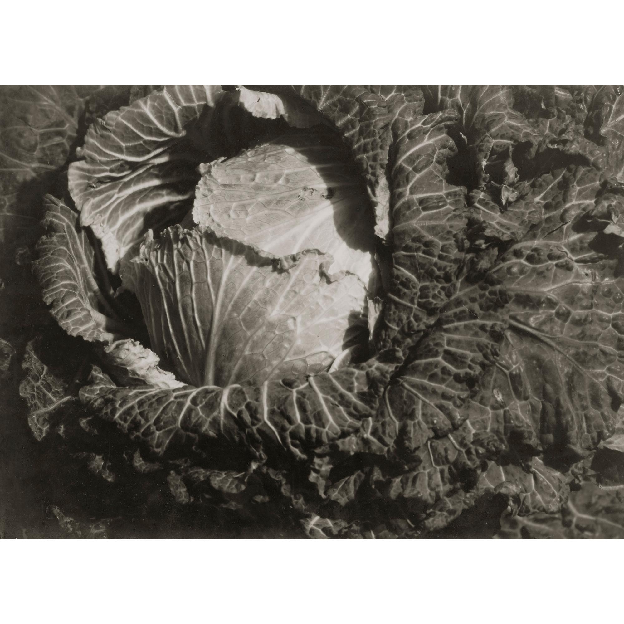 Emmanuel Sougez - Études De Fleurs, Fruits Et Légumes, Années 1930/40