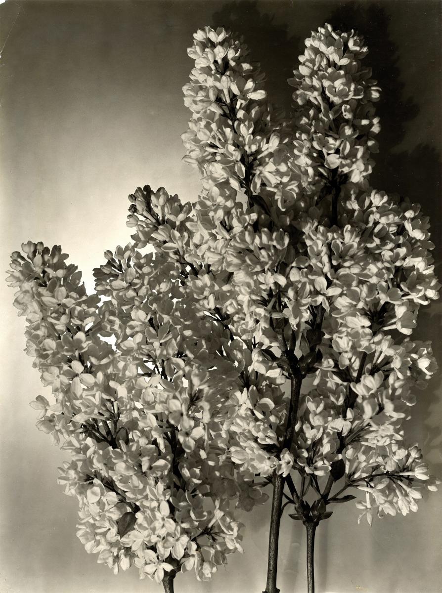 Emmanuel Sougez - Flieder