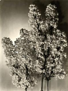 Emmanuel Sougez - Flieder