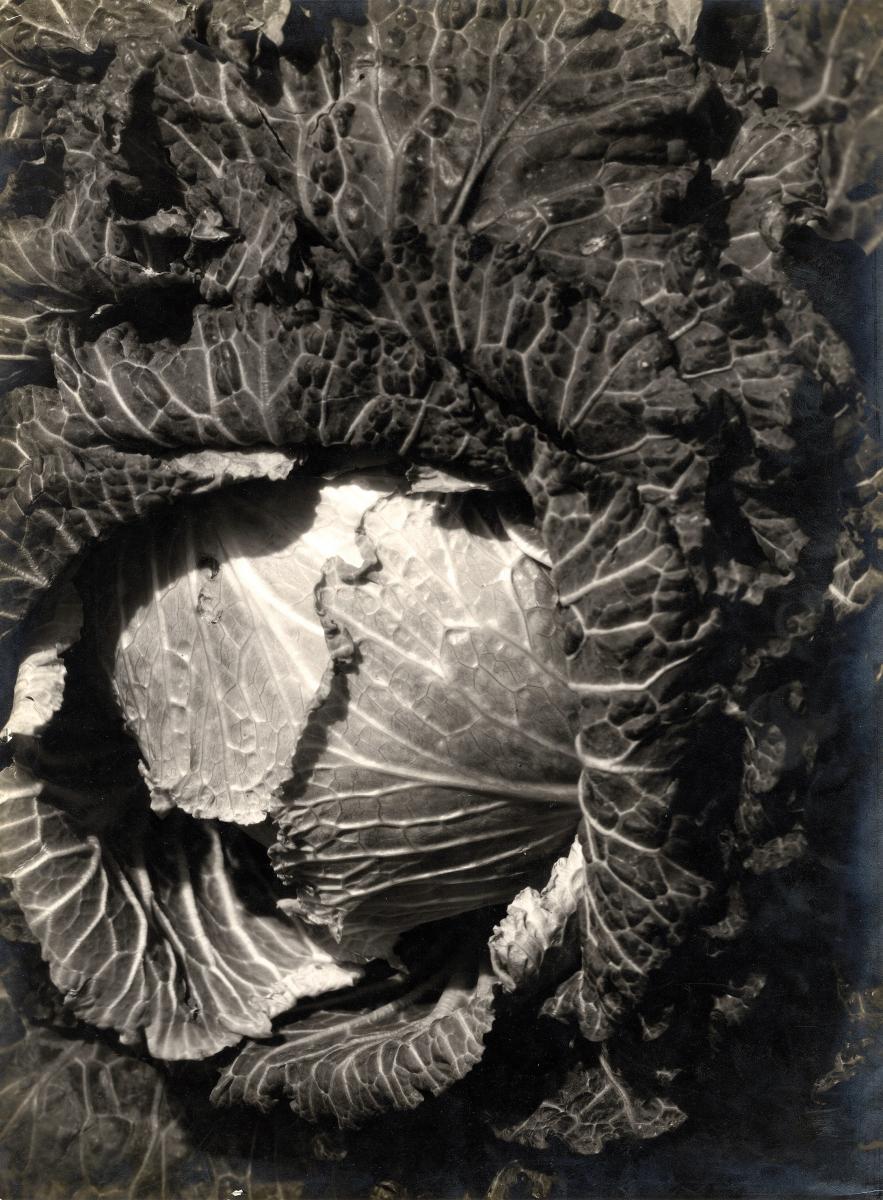 Emmanuel Sougez - Kohlkopf