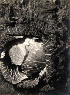 Emmanuel Sougez - Kohlkopf