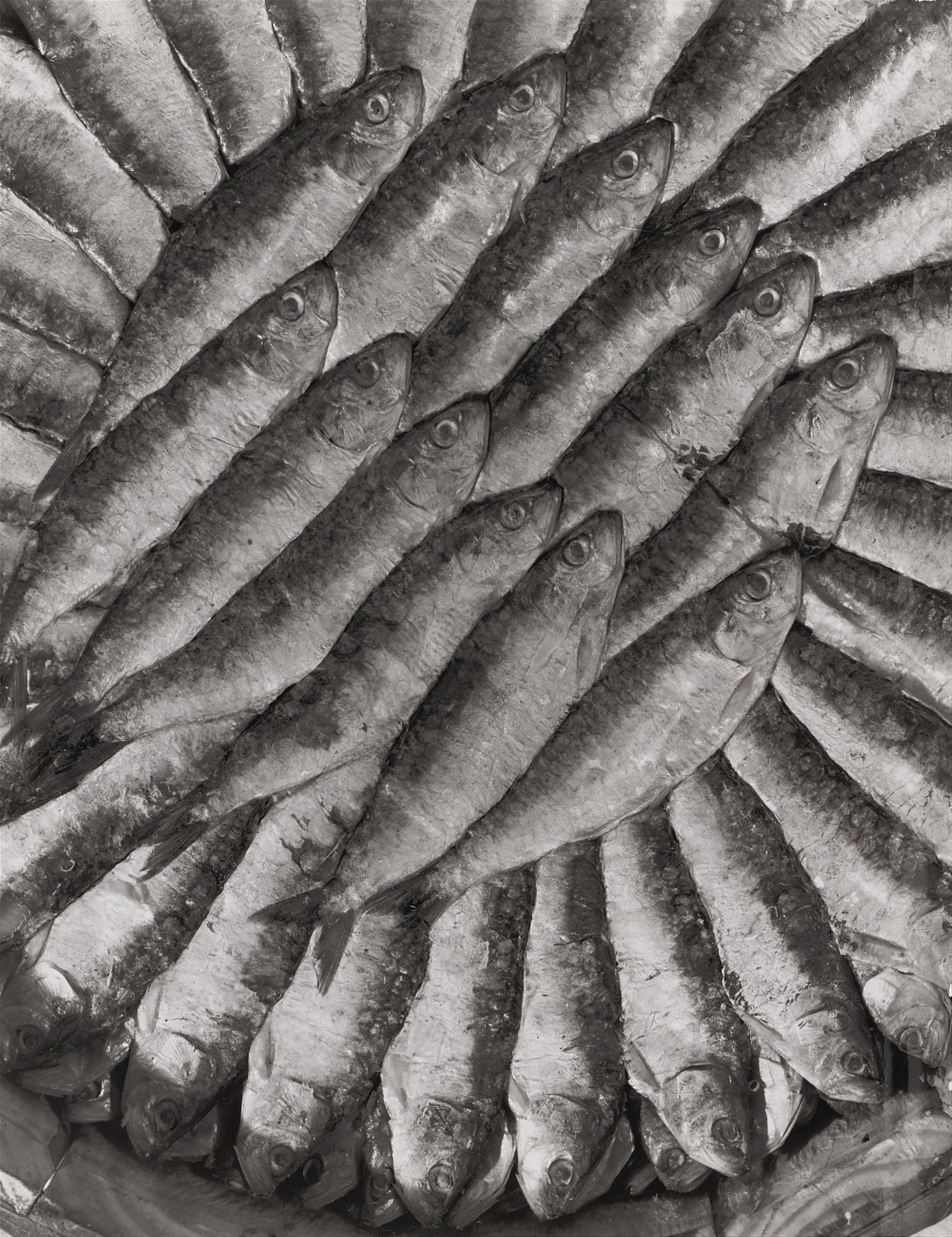 Emmanuel Sougez - Les Sardines