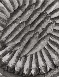 Emmanuel Sougez - Les Sardines