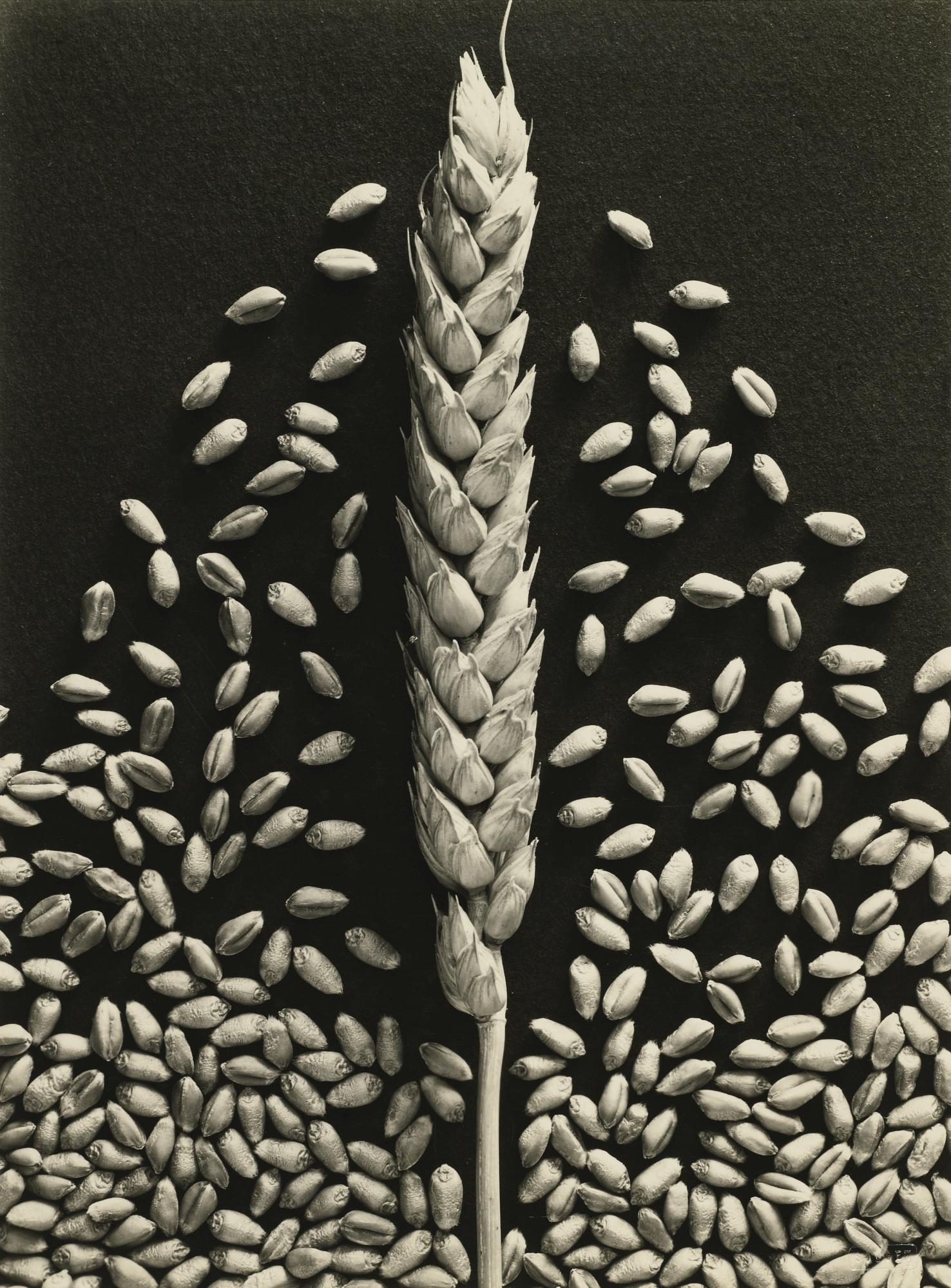 Emmanuel Sougez - Wheat