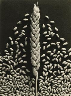 Emmanuel Sougez - Wheat