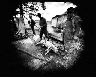 Emmet Gowin - Butchering Near Chatham, Virginia