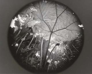 Emmet Gowin - Ireland, 1972