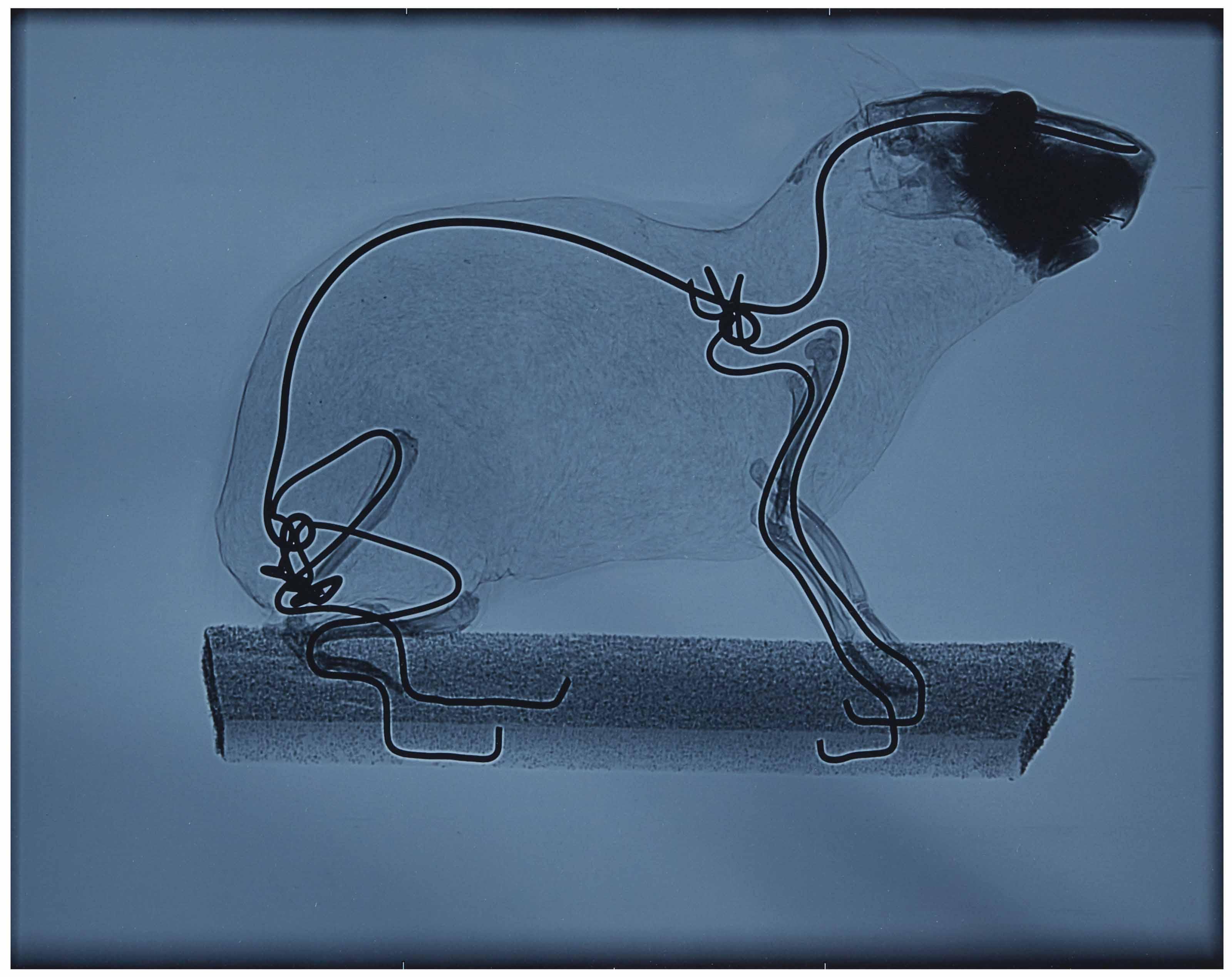 Eric Duyckaerts - Cochon d\'Inde (b)