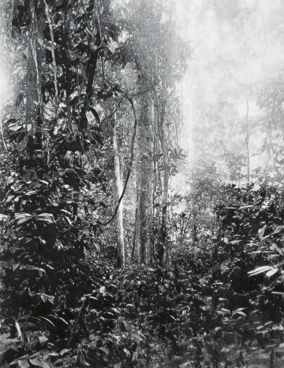 Eric Manigaud - Jungle #4 Sentier dans la Brousse