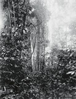 Eric Manigaud - Jungle #4 Sentier dans la Brousse