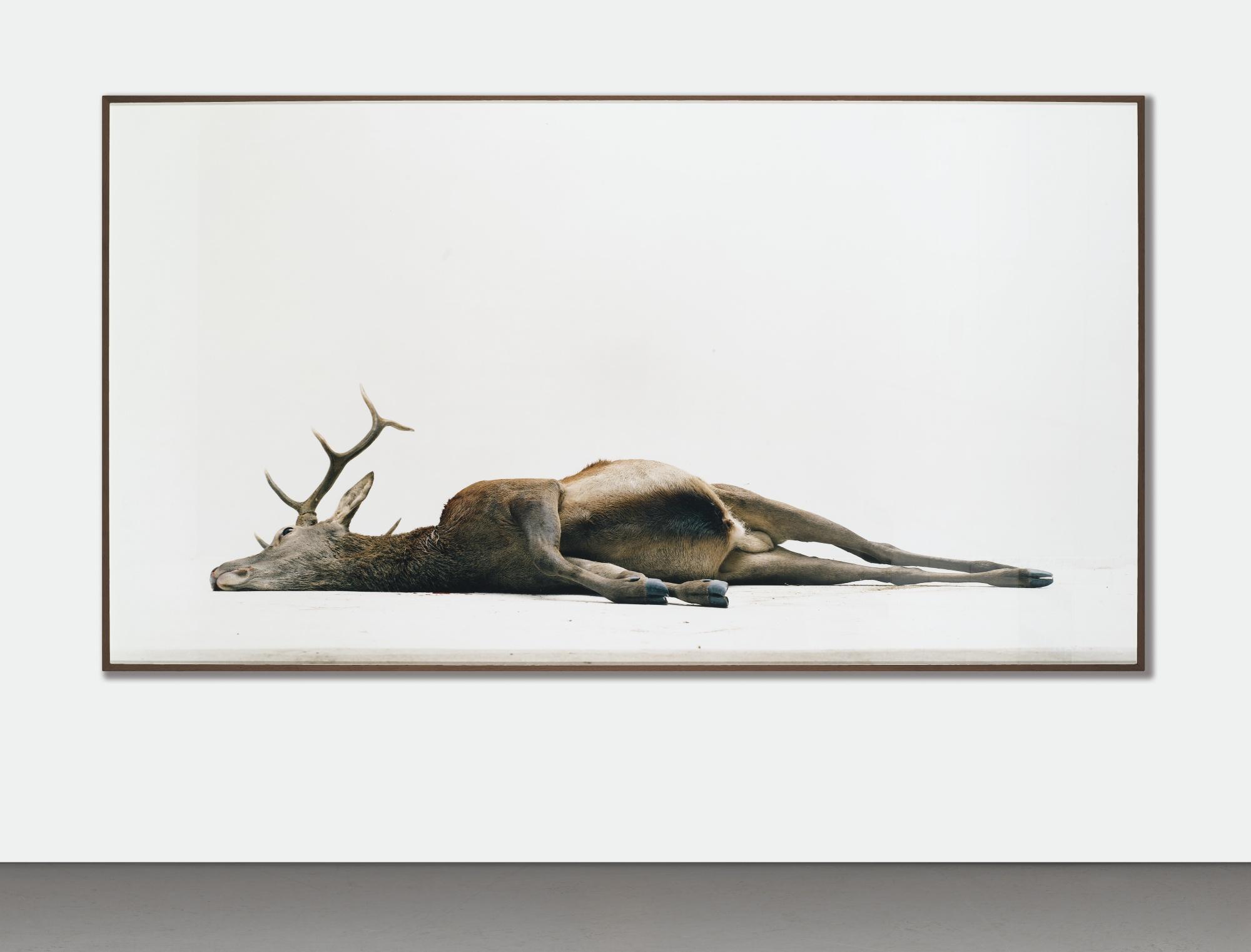 Eric Poitevin - Sans Titre (Cerf Allongé)\'