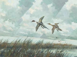 Eric Sloane - Pintails