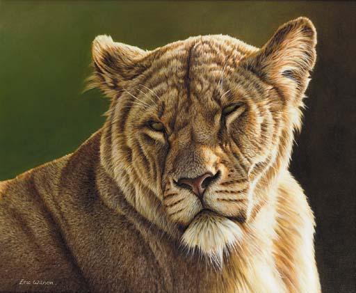 Eric Wilson - Lioness