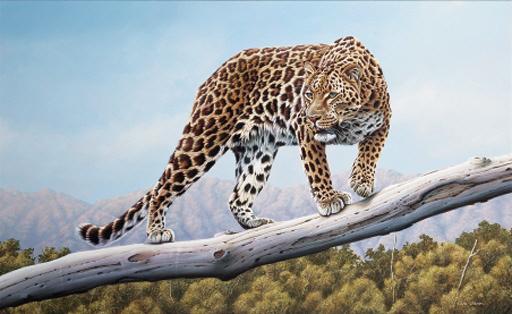 Eric Wilson - Ruckomechi Leopard