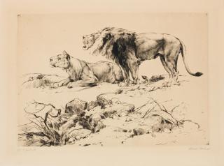 Erich Schmidt-Kestner - Pride of Lions