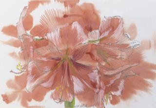 Erik Andriesse - Amaryllis