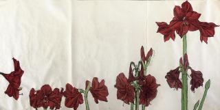 Erik Andriesse - Amaryllises