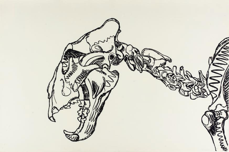 Erik Andriesse - Leeuwenschedel - Lion\'s skull