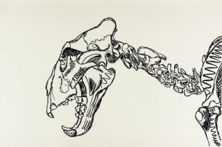 Erik Andriesse - Leeuwenschedel - Lion\'s skull