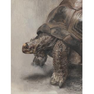 Erik Andriesse - Turtle