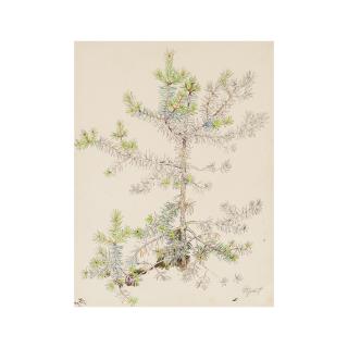 Erik Bulatov - Pin/ Pine tree