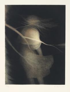 Erika Hegewisch - Vom Licht ins Dunkel