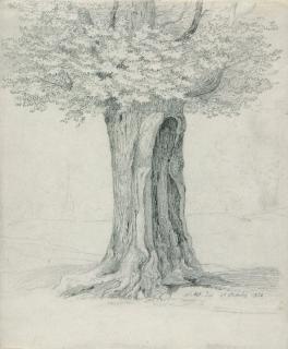 Ernst Ferdinand Oehme - Baumstudie.