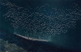 Ernst Haas - Aerial Flamingos, Kenya