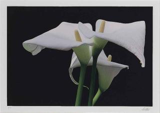 Ernst Haas - Calla Lillies, New York, 1982; and ten companion photographs