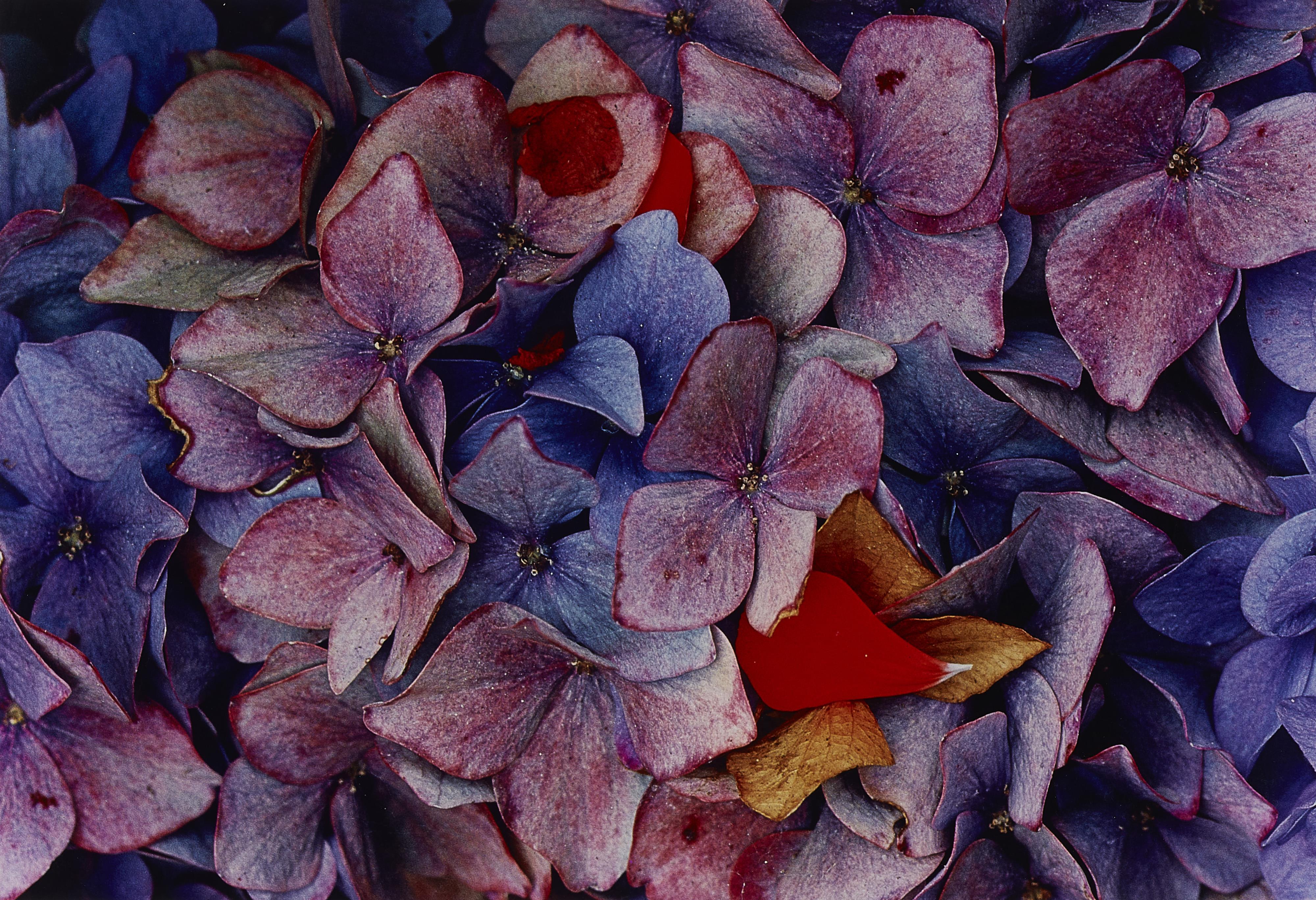 Ernst Haas - Hydrangeas, CA