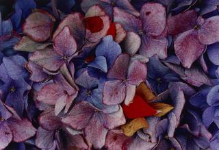 Ernst Haas - Hydrangeas, CA