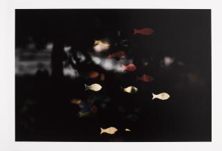 Ernst Haas - New York City, Fish